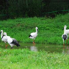 782_コウノトリ文化館